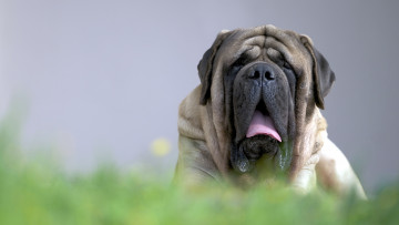 Картинка животные собаки друг english mastiff взгляд собака