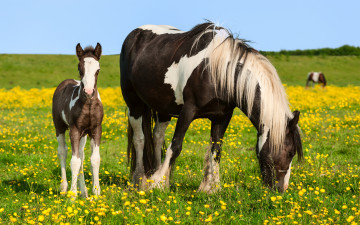 Картинка животные лошади жеребенок лошадь