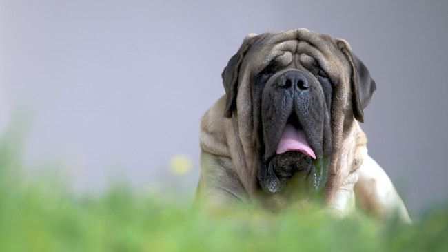 Обои картинки фото животные, собаки, друг, english, mastiff, взгляд, собака