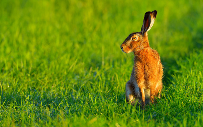 Обои картинки фото животные, кролики,  зайцы, заяц, утро, роса, трава