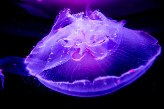 Обои картинки фото животные, медузы, медуза, макро, подводный, мир