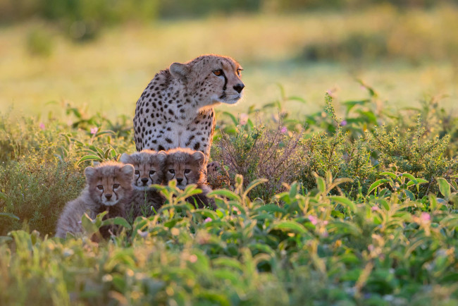 Обои картинки фото животные, гепарды, кусты, танзания, африка