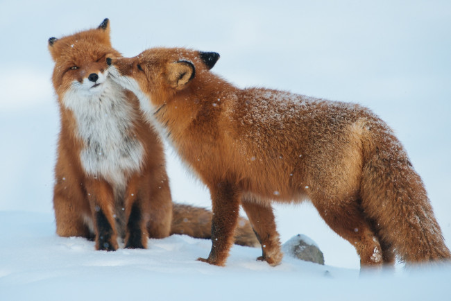 Обои картинки фото животные, лисы, пара, снег, зима
