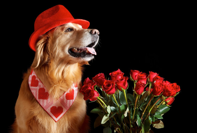 Обои картинки фото животные, собаки, шляпа, ретривер, розы