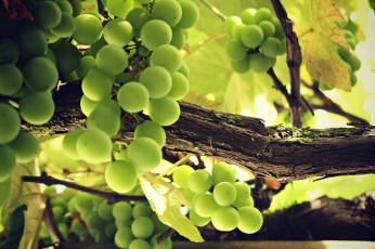 обоя природа, Ягоды,  виноград, лоза