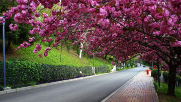 Картинка природа дороги деревья шоссе цветы