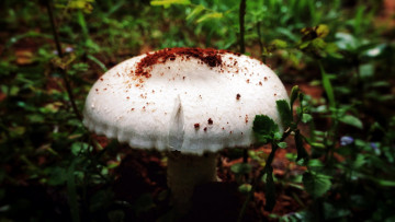 Картинка природа грибы шляпка