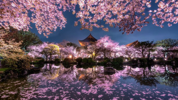 Картинка природа парк японский сад весна