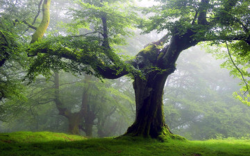 Картинка природа деревья дерево туман