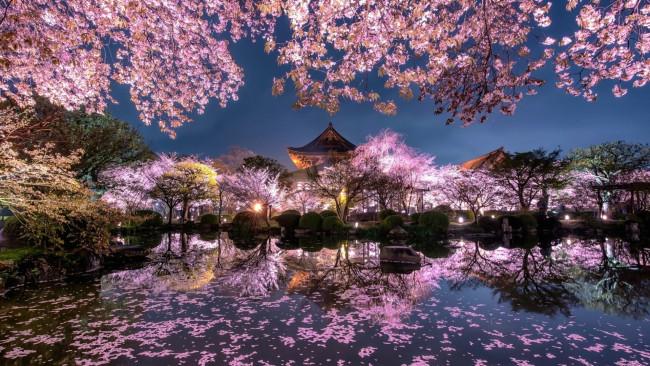 Обои картинки фото природа, парк, японский, сад, весна