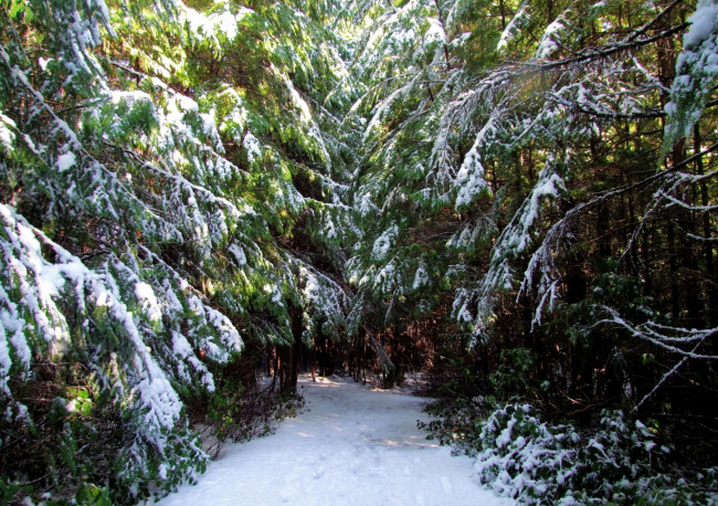 Обои картинки фото природа, зима, снег, елки
