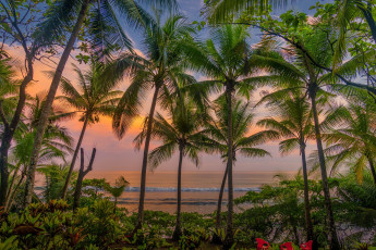 Картинка красота+да+ляпота природа пейзажи закат цветы пальмы вечер карибы коста-рика