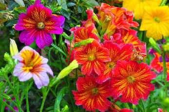Картинка цветы сальпиглоссис разноцветный