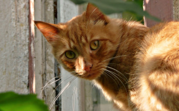 Картинка животные коты кот рыжий забор