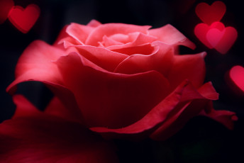 Картинка цветы розы роза красная сердечки