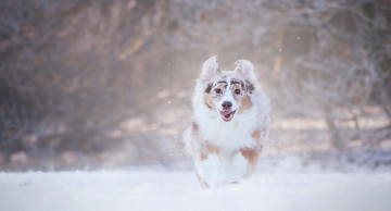Картинка животные собаки собака бег снег зима