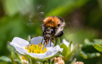 Картинка животные пчелы +осы +шмели пчела цветы
