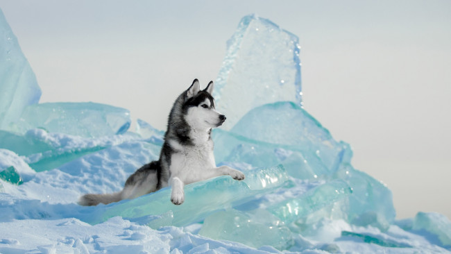 Обои картинки фото животные, собаки, хаски, лед, снег