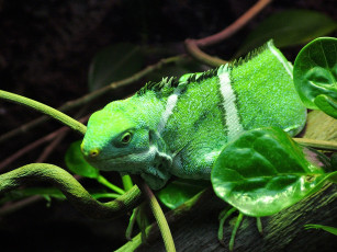 Картинка животные хамелеоны хамелеон зеленый ветки