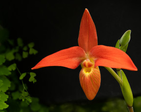 Картинка цветы орхидеи орхидея