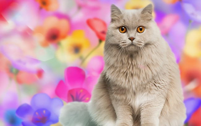 Обои картинки фото животные, коты, кот, кошка