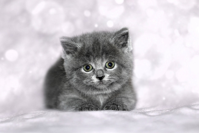 Обои картинки фото животные, коты, котенок, серый, снег