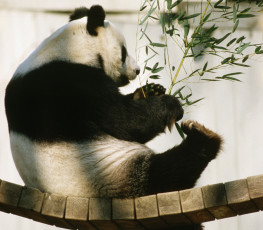 Картинка панды животные