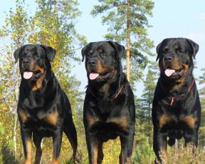 Картинка животные собаки ротвейлер трое