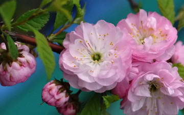 Картинка авт insomo цветы сакура вишня