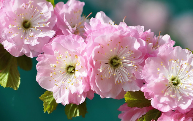 Обои картинки фото авт, insomo, цветы, сакура, вишня