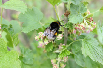 Картинка шмель животные пчелы осы шмели весна