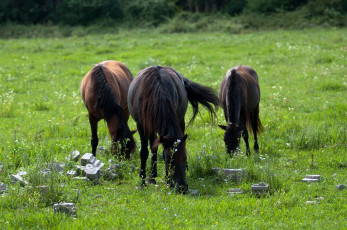 Картинка животные лошади пастбище кони