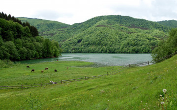 Картинка природа реки озера украина закарпатье