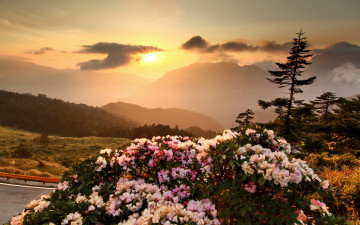 Картинка природа восходы закаты холмы куст цветы