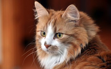 Картинка животные коты котэ
