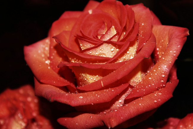 Обои картинки фото цветы, розы, макро, капли, лепестки