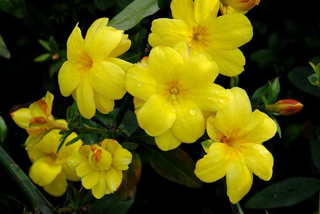 Обои картинки фото цветы, желтые