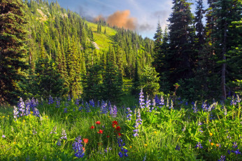 Картинка заповедник wilderness pasayten сша природа луга лес горы цветы