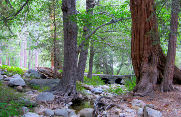 Картинка природа парк камни мостик ручей стволы корни