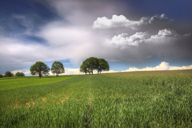 Обои картинки фото природа, луга, поле, деревья, небо, облака