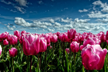 Картинка цветы тюльпаны природа весна