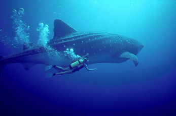 Картинка diving спорт -+другое погружение море подводное плавание
