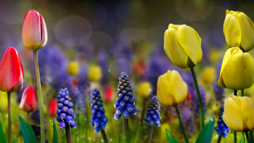 Картинка цветы разные+вместе природа весна