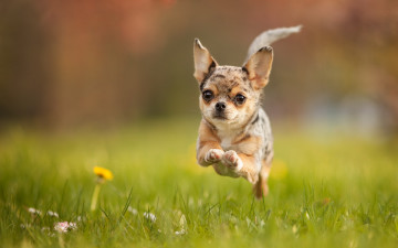 Картинка животные собаки лето бег собака