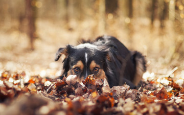 Картинка животные собаки листья собака взгляд друг