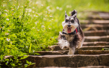 Картинка животные собаки собака ступени лето цветы друг взгляд