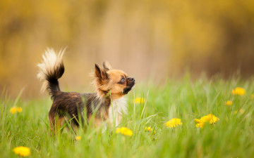 Картинка животные собаки взгляд собака одуванчика луг друг трава весна