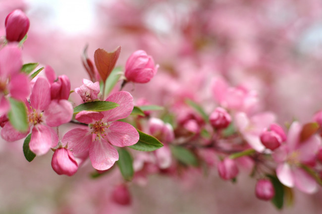 Обои картинки фото цветы, цветущие деревья ,  кустарники, розовый, цветение, ветка, весна