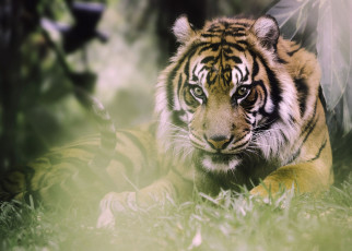 Картинка животные тигры тигр взгляд хищник дикая кошка