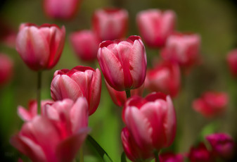 Картинка цветы тюльпаны бутоны боке